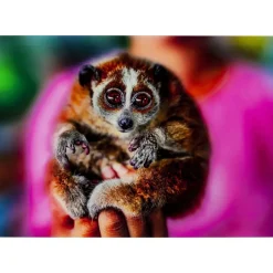 KARE Design Bilder-Bild Glas Slow Loris 80X120