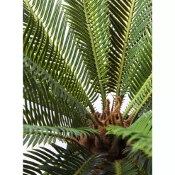 KARE Design Deko & Geschenkartikel-Deko Pflanze Cycas Tree 78Cm