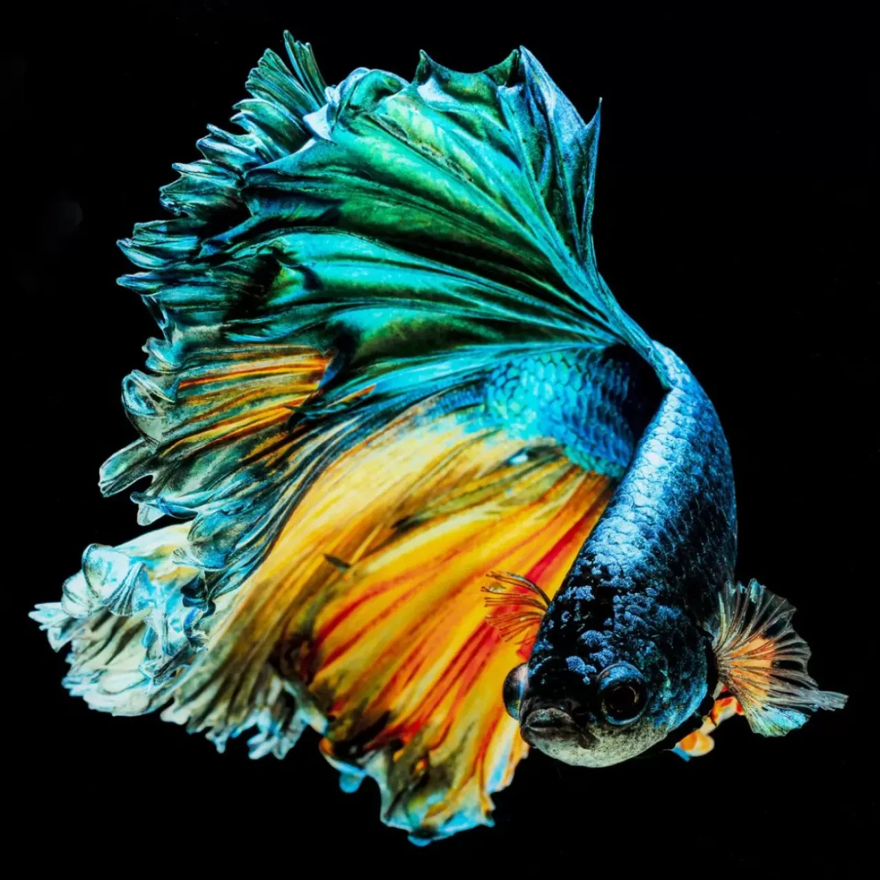 KARE Design Bilder-Glasbild Aqua Queen Fish 100X100Cm