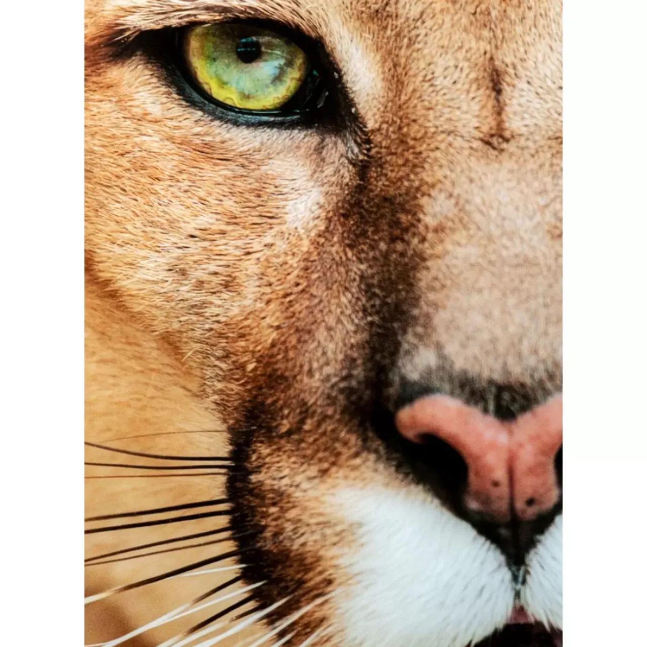 KARE Design Bilder-Glasbild Lioness 150X100Cm